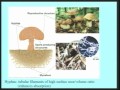 Lec 28 - Biology 1B -Fungal diversity and reproduction