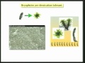Lec 31 - Biology 1B - Origin of land plants - bryophytes