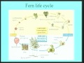 Lec 32-Biology1B-Gymnosperm diversity and reproducti