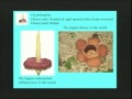 Lec 34 - Biology 1B - Angiosperm reproduction and dispers
