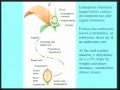 Lec 35 - Biology 1B - Angiosperm diversity, seed morpholo