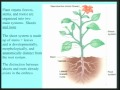 Lec 36 - Biology 1B - Introduction to plant morphology an