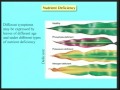 Lec 38 - Biology 1B -Sap transport - light reception