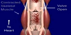 Mechanism of Vein