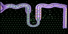 Nephron Function