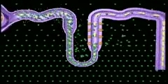 Nephron Function