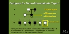 What is Genetic Mapping?