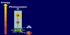 Photosynthesis: non cyclic phosphorylation