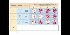 Explanation of Blood Types_ ABO and Rh