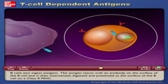 Explanation of Interaction of Antigen Presenting Cells and T