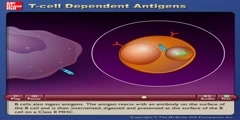 Explanation of Interaction of Antigen Presenting Cells and T