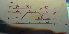 Explanation of Double-strand break repair model of meiotic