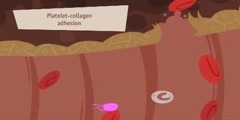 Process of hemostasis, coagulation and fibrinolisis