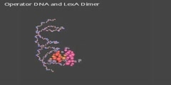 LexA DNA complex as regulator for SOS response