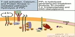 Describes about early tyrosine phosphorylation