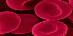 Red Blood Cells