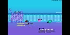 Explanation of g protein coupled hormone signal transduction