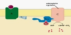 What is intracellular signaling