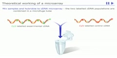 Microarray Gene expression