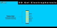 Explanation of Proteomics 2D Gel Electrophoresis