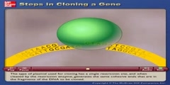 What are the steps in cloning genes (molecular cloning)