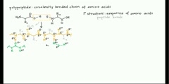 An explanation of amino acids and protein structure