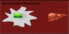 How does Red Blood Cell Recycling occur?