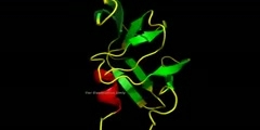 What are the four levels of protein structure?