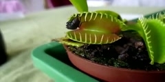 Venus flytrap engulfing a fly