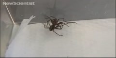 The trick used by male spiders to mate