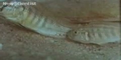 Male fish fake it with the help of oral sex gene