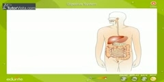 Digestive system in our body