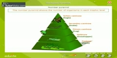 Ecological pyramid