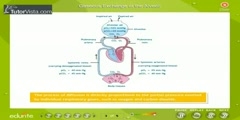 Breathing and exchanges of gases