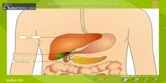 Characteristics Of Alimentary Canal