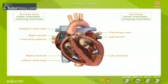 How Do Human Hearts Work?