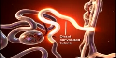 Urinary system the nephron animation