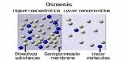 Learning about Osmosis