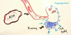 What Is An Antidiuretic Hormone?