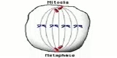 Cell Mitosis