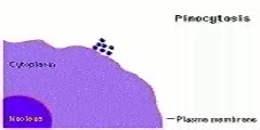 How pinocytosis takes place