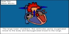 Function Of The Heart