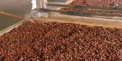 How cocoa beans are made