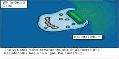 How White Blood Cells Work