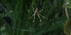 Female Warrior Banana Spider and Assasin Bug