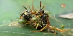 The Destroyer Green Ants vs. Paper Wasps