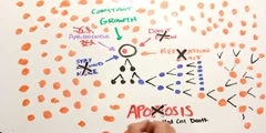 Formation Of Prostate Cancer Cells