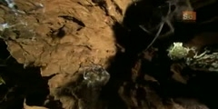 A Monster- Redback Spider