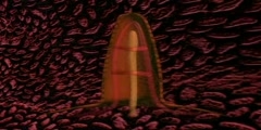 Intestinal Walls