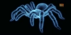 All About Trapdoor Spider